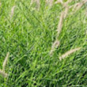 Meet your Posher, Olman